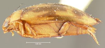 Media type: image;   Entomology 23952 Aspect: habitus lateral view